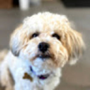 Meet your Posher, Annie